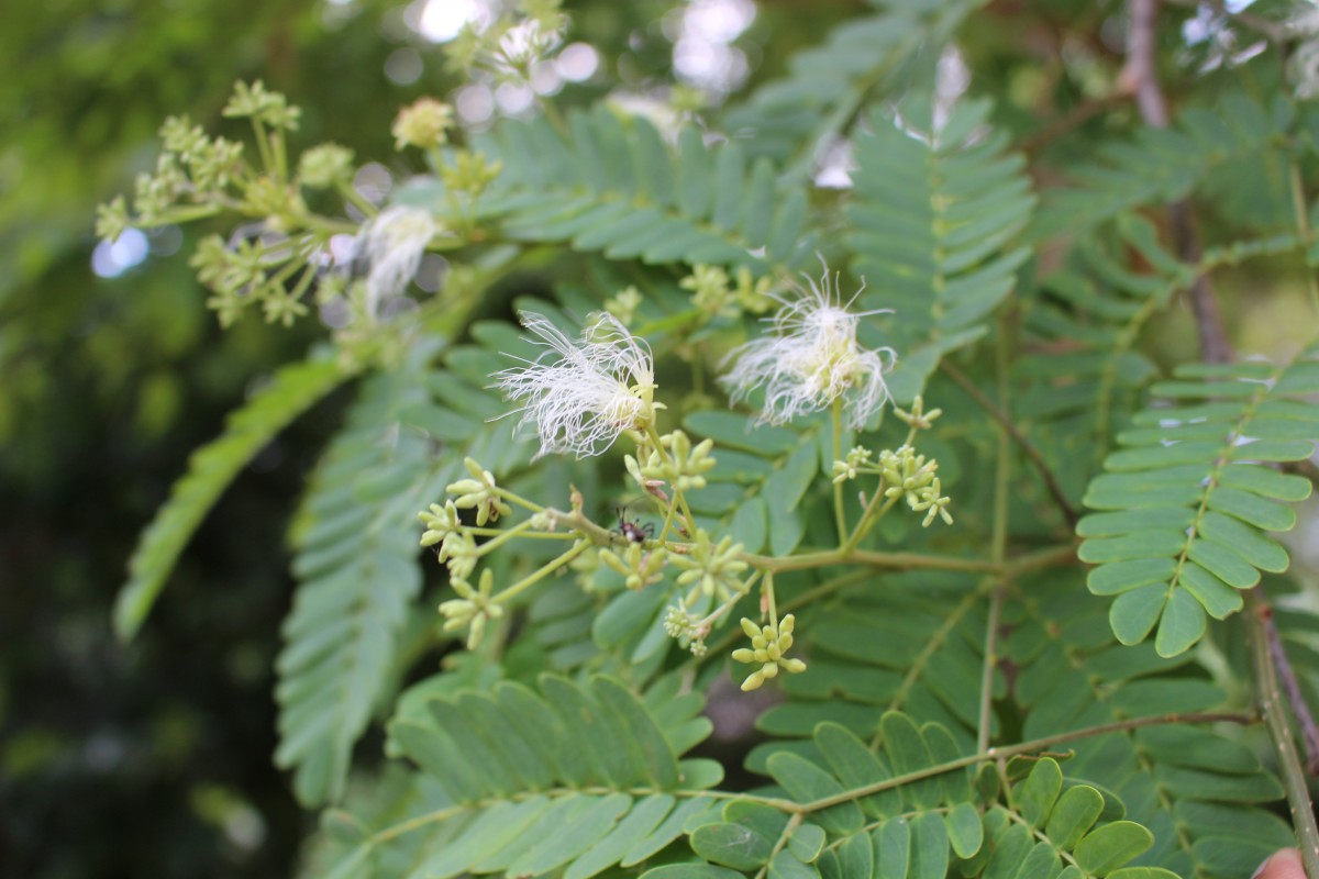 Albizia odoratissima (L.f.) Benth.